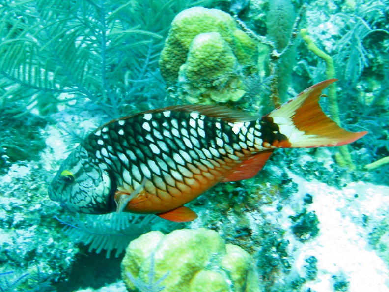 78 Stoplight Parrotfish IMG_3580.jpg